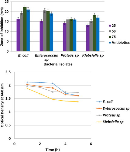 Figure 7. Antibacterial activity of copper nanoparticles against UTI pathogens.