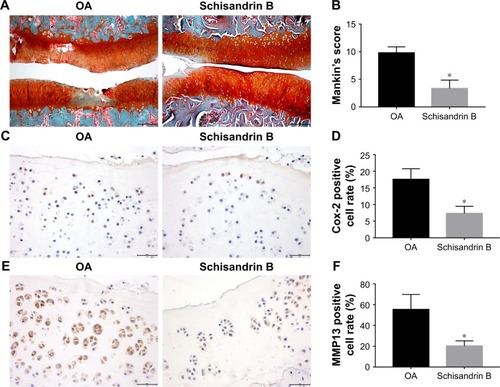 Figure 6 Effect of Schisandrin B on cartilage degeneration in rat OA model.