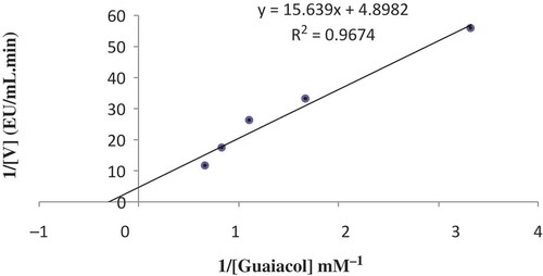 FIGURE 6 Lineweaver-Burk plot for POD purified from white cabbage (Brassica oleracea var. capitata f. alba).