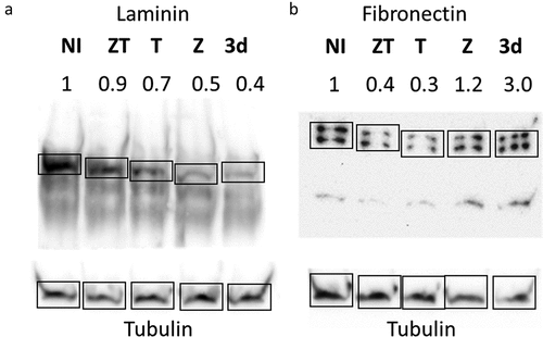 Figure 5. Western blotting analysis of IEC6 cells infected by the different S. Typhimurium strains.