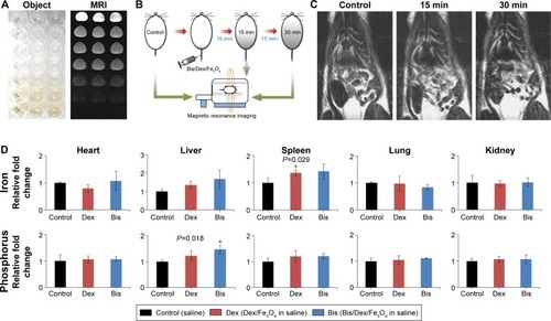 Figure 3 MRI scans and accumulation amount after injection of Bis/Dex/Fe3O4 magnetic nanoparticles.Notes: (A) Bis/Dex/Fe3O4 magnetic nanoparticles under the MRI as contrast agents at different concentrations from top to bottom: 0, 12.5, 25, 50, 100, 150, and 200 μg/mL. (B) The experimental process of MRI in vivo test. Same rat was setting up to do the series exam from control to Bis/Dex/Fe3O4 injection 15, and 30 minutes. (C) MRI scans of the rat were taken after injections at 0, 15, and 30 minutes. (D) Magnetic nanoparticles accumulation in the animal heart, liver, spleen, lung, and kidney. These organs were harvested 24 hours after magnetic nanoparticles injection. *P<0.05.Abbreviations: MRI, magnetic resonance imaging; Bis, bisphosphonate; Dex, dextran; Fe3O4, iron (II, III) oxide; min, minutes.