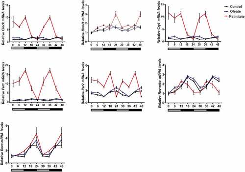 Figure 2. Effect of palmitate and oleate on circadian rhythms.