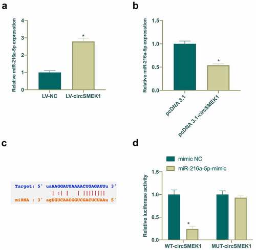 Figure 4. circSMEK1 competitively binds to miR-216a-5p