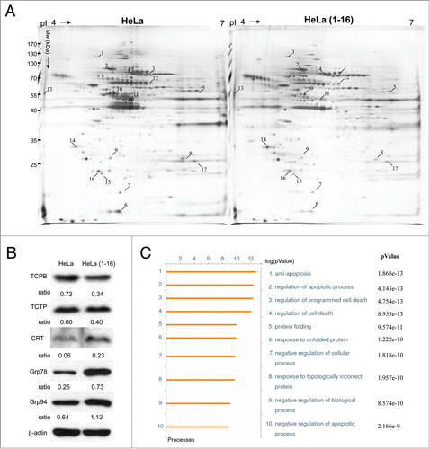 Figure 5. Expression profiling and network analysis of HeLa(1-16) with FLJ25439 overexpression. (A) Comparison of 2-DE protein profiles of samples from HeLa and HeLa (1-16) groups. The protein spots found to be significantly different in volume are indicated by Arabic numbers. (B) Protein expression levels of proteins with significant changes in volume were validated by western blotting analysis. β-actin was used as an internal control and the relative expression to β-actin is shown at the bottom. (C) Top-ranked GO processes from GeneGoMetaCore pathway analysis. Pathways were ranked according to P values; bars represent the inverse log of the P value.