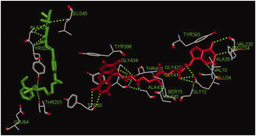 Figure 10. The interactions between compound 17f (green stick) and the residues of the active site in huMAO-B (PDB code: 2V60).