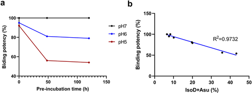 Figure 4. The relative binding potency of mAb-a to target cells as measured by FACS. Panel a illustrates the varying potency of mAb-a samples, which were pre-incubated at different pHs to obtain different proportions of Asp55 isomerization. The different treatment conditions are color-coded (red for pH 5.0, blue for pH 6.0, and black for pH 7.0). The pre-incubation time are plotted on the x-axis, while the corresponding potency levels are on the y-axis. Panel B shows the correlation between the level of Asp55 modification (IsoD+asu%) and the binding potency of mAb-a.