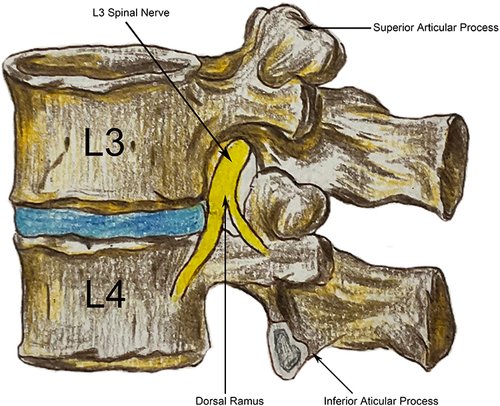 Figure 1 Lateral views of the lumbar vertebrae and their LFJ.