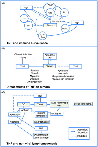 Figure 2. TNF and tumorigenesis. (A) TNF can impact multiple effectors of immune surveillance and exhibits either pro- (increased NK and CTL function), or anti- (increased suppressor cells, induction of PD-L1/B7-H1) surveillance activities. (B) TNF directly affects tumors through a complex contextual integration of signals driving a cellular response toward apoptosis/necrosis or survival, inflammation, and growth promotion. (C) TNF can initiate and progress autoimmunity, which can drive lymphoma development. AICD = activation-induced cell death; CTL = cytotoxic T-lymphocyte; DC = dendritic cell; IL = interleukin; MDSC = myeloid-derived suppressor cell; NK = natural killer; Th = T-helper lymphocyte; TNF = tumor necrosis factor. Adapted from: Aringer M, Smolen J. Complex cytokine effects in a complex autoimmune disease: tumor necrosis factor in systemic lupus erythematosus. Arthritis Res Ther 2003;5:174 © 2003 with permission from BioMed Central Ltd.