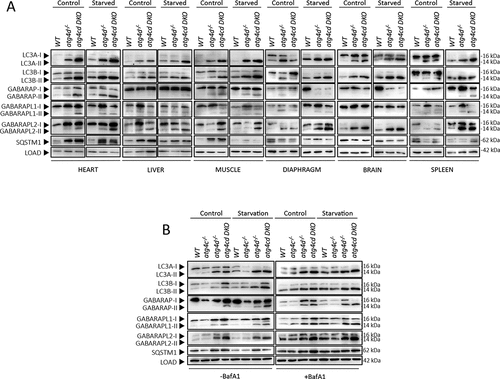 Figure 7. Autophagy analyses in atg4c atg4d DKO cells and mice. (A) Immunoblotting analyses against mATG8 proteins in heart, liver and muscle tissues from WT, atg4d−/− and atg4c atg4d DKO mice under basal conditions and upon 24 h of fasting. ACTB/β-actin was used as sample processing controls. (B) Autophagic flux analyses in WT, atg4d-/-, atg4c-/- and atg4c atg4d DKO MEFS cultured in rich medium (control) of starved during 4 h either in the presence or absence of bafilomycin A1.