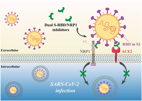 Figure 1. Anti-SARS-CoV-2 mechanism of S-RBD/NRP1 dual-targeting inhibitors.