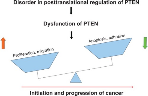 Figure 2 Effect of disordered posttranslational regulation of PTEN on cancer behavior.