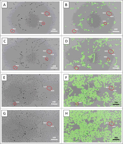 Figure 3. Motility and morphology of non-dividing cells. A, B – 8 hours, C, D – 40 hours, E, F – 80 hours, and G, H – 92 hours and 6 min of time-lapse microscopic observation. Red circles indicate non-dividing cells, which did not migrate and maintained their morphology as rounded with dark nuclei. Scale bars – 200 µm. See also Supplementary Data.