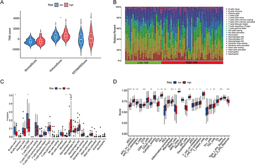 Figure 8 Estimation of the tumor immune microenvironment and cancer immunotherapy response utilizing the disulfidptosis-related lncRNA model in the TCGA complete data set. (A) TME score in the patients at high- and low-risk (*p < 0.05). (B and C) Boxplots are used to depict the relative percent and percentage of 22 immune cells (*p < 0.05, ***p<0.001). (D) Boxplots show the results of 29 immune-related activities (*p < 0.05, **p<0.01, ***p<0.001).