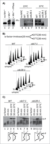 Figure 1. Phosphorylation of Cac1p in cdc7–1 and cdc28–1 mutants. (A) Cac1p-MYC18 was immunoprecipitated from wild type (W303) cell extracts. The samples were treated without (lanes 1, 2) or with lambda phosphatase (lane 3) and run on separate 6.5% SDS-50 μM PhosTagTM-polyacrylamide gels containing or not 100 μM MnCl2 as indicated. In the left-hand panel the cells shown above the lanes were grown at 23°C (lanes 4–7) and then shifted to 37°C for one hour (lanes 8–11) before extracts were prepared by boiling in Laemmli buffer. All samples were analyzed Western blotting with anti-MYC antibody. “- P-” indicates the mobility of the phosphorylated Cac1p-MYC. One of 3 independent experiments is shown. (B) Cells were arrested with α-factor for 3 hours at 23°C, moved to fresh YPD medium for 20 min and then split and grown for 30 min at 23°C and 37°C, respectively. Samples were taken out at the indicated times and analyzed by FACS. Cells arrested in M-phase with Nocodazole (M) show 2c content. Numbers 1–12 indicate the samples corresponding to the lanes in C. Left-pointing arrows highlight the 23°C and 37°C 30 min samples for comparison. (C) Samples were taken out from the cultures at the indicated time points after α-factor arrest, separated in SDS-7.5% polyacrylamide gels containing 60 μM PhosTagTM and 120 μM ZnCl2 and analyzed by Western blotting. Densitometry graphs of lanes 3, 4, 7, 8, 11, 12 were acquired with ImageJ and are shown underneath the lanes. P and arrows indicate the phosphorylated Cac1p-MYC. One of 2 independent experiments with reproducible outcomes is shown.