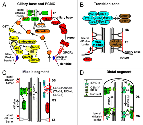 Figure 2.C. elegans proteins with distinct roles in specific subciliary compartments. (A) Proteins known to be enriched at the periciliary membrane compartment (PCMC) and ciliary base region. These include multiple proteins involved in secretion (orange) and endocytosis (yellow), as well as intraflagellar transport (IFT; green). Other enriched proteins are shown in red. The periciliary membrane is thought to be compartmentalised from the ciliary membrane via a lateral diffusion barrier at the transition zone. Although unproven, the belt-like adherens junction may serve to compartmentalise the PCMC from more proximal dendritic membrane. OSTA-1; organic solute transporter anion-1, DYN-1; dynamin, AP2; clathrin adaptor 2 complex, CHC; clathrin heavy chain, STAM-1; endosomal signal transducing adaptor molecule, HGRS-1; endosomal hepatocyte growth factor-regulated tyrosine kinase substrate, BBS; Bardet-Biedl syndrome complex (BBSome), A; IFT subcomplex A, B; IFT subcomplex B, HYLS-1; Hydrolethalus syndrome protein 1, RPI-2; retinitis pigmentosa gene 2, PC1/2; Polycystin 1/2, Tram; translocating chain-associated membrane protein (translocon), GPCRs; G-protein coupled receptors, OA-; organic anion (B) At least 9 proteins linked to ciliopathies are specifically localized in the transition zone (TZ). These are MKS-1/BBS13, MKS-3/TMEM67, MKS-5/RPGRIP1L, MKS-6/Cc2d2a, MKSR-1/B9D1, MKSR-2/B9D2, JBTS-14/TMEM-237, NPHP-1/NPHP1 and NPHP-4/NPHP4. Genetic analyses in C. elegans indicate these proteins form distinct, but functionally associated, modules (‘MKS’ and ‘NPHP’), possibly linked via MKS-5. Together, these modules establish TZ connections with the ciliary membrane by regulating the assembly of Y-links. Also, these modules establish the transition zone as a ciliary gate, regulating lateral diffusion of membrane proteins into and out of the cilium (e.g., as shown for RPI-2). MS; middle segment, PCMC; periciliary membrane compartment. (C) Middle segment (MS) localization of palmitoylated ARL-13/ARL13B, NPHP-2/Inversin and various cyclic gated nucleotide (CNG) channels. Also shown is an anterograde IFT assembly, which in amphid channel ciliary middle segments is powered by the coordinated (and redundant) activities of two kinesin-2 motors, heterotrimeric kinesin-II (kin-II) and homodimeric OSM-3/KIF17. Lateral diffusion barriers flanking the compartment prevent ARL-13 from diffusing out of the compartment into the transition zone (TZ) and distal segment (DS) compartments. ARL-13 can also associate with IFT trains as potential cargo. (D) Assembly of distal segments (DS) via OSM-3 powered anterograde IFT. At tip of middle segment (MS), kinesin-II turns around and is trafficked back to the ciliary base via IFT-dynein (cDHC1b) powered retrograde IFT, leaving OSM-3 to drive anterograde transport of the IFT particle (A and B) and associated cargo to the ciliary tip. At tip, OSM-3 becomes retrograde IFT cargo.