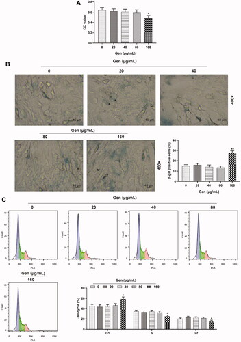 Figure 2. Gen below 160 µg/mL had no obvious cytotoxicity on HUVECs. (A) HUVEC viability was detected by CCK-8 assay after separate treatment with 0, 20, 40, 80 and 160 μg/mL Gen (Genistein) for 24 h. (B) HUVEC senescence was investigated by β-galactosidase staining after separate treatment with 0, 20, 40, 80 and 160 μg/mL Gen for 24 h. Magnification: ×400, scale bar = 40 µm. (C) Cell cycle progression of HUVECs was identified by flow cytometry after separate treatment with 0, 20, 40, 80 and 160 μg/mL Gen for 24 h. All experiments were performed in triplicate and the experimental data were expressed as mean ± standard deviation (SD) (*p < 0.05, **p < 0.01, vs. 0 μg/mL Gen). HUVECs: human umbilical vein endothelial cells; CCK-8: Cell Counting Kit-8.