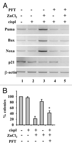 Figure 1. ZnCl2 reactivates p53 in chemoresistant glioblastoma cells. (A) Semi-quantitative RT-PCR analyses of p53 target genes in human glioblastoma ADF cells pre-treated with 100 μM ZnCl2 for 6 h before the addition of 4 μg/ml cisplatin (cisp) for 16 h. When appropriate, the p53 inhibitor pifithryn α (PFT) (30 μM) was added to ZnCl2 before the administration of chemotherapy. β-actin levels were monitored as an internal standard. (B) 20000 ADF cells were plated in 60-mm dished and - 24 h later - treated with 100 μM ZnCl2 for 16 h, followed by the addition of 4 μg/mL cisp for 2 h. Cells were then washed with PBS and placed in fresh medium. ZnCl2 was replaced in the culture medium every two days. Colonies were stained with crystal violet 14 d after seeding and quantified. Data are presented as means ± SD *p = 0.034, as compared with cells treated with cispl plus ZnCl2.