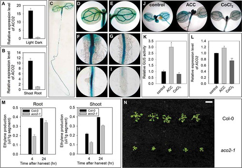 Figure 1. Expression and physiological functions of ACO2. (a) ACO2 expression in 5 DAG seedlings grown under light and dark conditions. (b) Comparison of ACO2 expression in the shoots and roots of seedlings. (c-i) Spatiotemporal expression pattern of ACO2 in ProACO2::GUS transgenic plants under light conditions. Images show the whole seedling (c), cotyledon (d and e), junction of the shoots and roots (f), and roots (g-i). (j-l) Effect of ACC (1 µM) and CoCl2 (1 µM) on the expression of ACO2 in 5 DAG seedlings under light conditions. Semi-qRT-PCR was performed with total RNA. UBQ5 was used to normalize the expression level. Two biological replicates along with three technical replicates were performed for the quantification of ACO2 expression level. The asterisks indicate significant differences between control and chemical-treated samples at P <.001 according to t-test. (m) Measurement of ethylene production in wild-type and aco2-1 (ACO2 knockdown mutant) seedlings. Values are expressed as the mean of three biological replicates ± S.E. (n) Growth of wild-type and aco2-1 seedlings under light conditions. The scale bar in N represents 1 cm