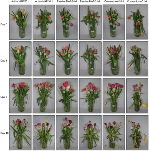 Figure 5. Pictures of the evolution of the vase life of 3 replicates of 10 tulip flowers each (composed by a mixture of 8 cultivars) after storage at 0°C for 20 and 31 days using active and passive modified atmosphere packaging (MAP) and cellulose film (conventional).