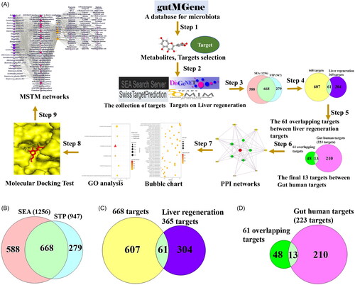 Figure 1. (A) A workflow of this study. (B) The number of 668 overlapping targets between SEA (1256) and STP (947). (C) The number of 61 targets between 668 targets and liver regeneration-related targets (365). (D) The identification of 13 core targets between 61 targets and Gut human targets (223 targets) from gutMGene database. SEA: Similarity Ensemble Approach; STP: SwissTargetPrediction; PPI: protein–protein interaction; GO: gene ontology; MSTM: microbiota-signalling pathways-targets-metabolite.