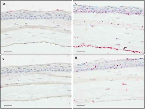 Figure 5. In situ hybridization staining (red dots) of Tnf (a), Tgfβr3 (b), F5 (c), and Dusp1 (d) transcripts in the central cornea. Scale bar: 25 µm.