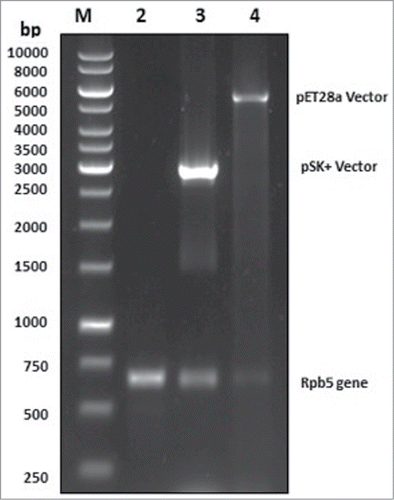 Figure 1. PCR amplification and restriction digestion of S. cerevisiae rpb5 gene. Lane 1: DNA ladder. Lane 2: PCR product (648 bp). Lane 3: pSK+-rpb5 digested with Bam HI & Hind III; upper band (3 Kb) is pSK+ vector and lower band (648 bp) is the rpb5 gene. Lane 4: pET28a(+)-rpb5 was restricted with BamHI & Hind III; upper band (5.3 Kb) shows pET28a vector while the lower band (648 bp) shows rpb5 gene. 1 % agarose gel electrophoresis was used to visualize the bands.