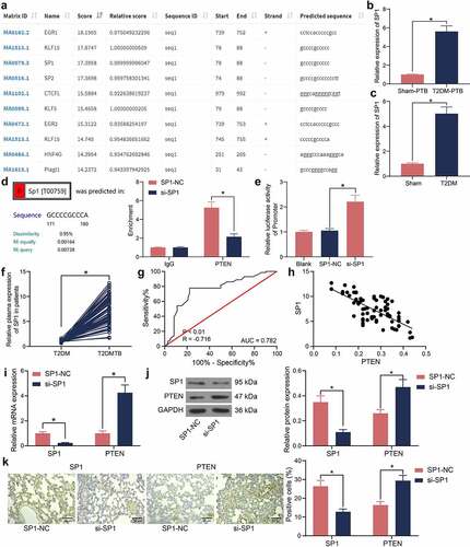 Figure 4. SP1 suppresses PTEN transcription. A, upstream transcription factors of PTEN predicted on JASPAR; B-C, SP1 expression in lung tissues of mice with T2DM-PTB (b) or T2DM only (c) examined by RT-qPCR (*p < 0.05, the unpaired t test); D, binding relationship between SP1 and PTEN examined by the ChIP-qPCR assay (*p < 0.05, two-way ANOVA); E, binding relationship between SP1 and PTEN promoter examined by luciferase reporter gene assay; F, SP1 expression in lung tissues of patients with T2DM or T2DM-PTB (n = 72, *p < 0.05, the unpaired t test); G, specificity of SP1 expression to the susceptibility to T2DM-PTB analyzed by a ROC and the AUC (*p < 0.05, the Wilson/Brown analysis); H, an inverse correlation between SP1 and PTEN expression according to Pearson’s correlation analysis; I, PTEN expression in murine lung tissues in the setting of SP1 silencing (*p < 0.05, the two-way ANOVA); J, protein levels of SP1 and PTEN in murine lung tissues determined by western blot analysis (*p < 0.05, the two-way ANOVA); K, SP1 and PTEN expression in lung tissues examined by IHC assay (*p < 0.05, the two-way ANOVA). For animal studies, n = 6 in each group.