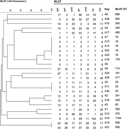 Figure 3 MLST phylogenetic tree of 26 Enterococcus faecalis strains among 40 LNSE strains.