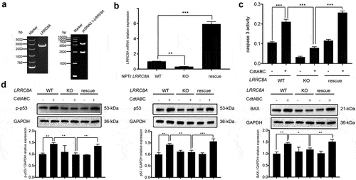 Figure 7. Re-expression of Sus scrofa LRRC8A in LRRC8A–/– NPTr cells restores CdtABC-induced apoptosis. wild-type NPTr cells, LRRC8A–/– NPTr cells, and LRRC8A rescued cells were treated with CdtABC for 36 h. (a) identification of LRRC8A and pcDNA3.1-LRRC8A using PCR. (b) Sus scrofa LRRC8A was stably expressed in the knockout cells and its expression levels were measured using qRT-PCR. (c) the activity of apoptosis factor caspase-3 was measured in wild-type NPTr cells, LRRC8A–/– NPTr cells, and LRRC8A rescued cells. (d) expression of p-p53, p53, and BAX relative to GAPDH in wild-type NPTr cells, LRRC8A–/– NPTr cells, and LRRC8A rescued cells. Band intensity ratios were calculated from Western blot and values give relative to control cells. The statistical significance of the indicated P values was determined as: *P < 0.05, **P < 0.01, ***P < 0.001. All data shown are representative of at least three independent experiments.