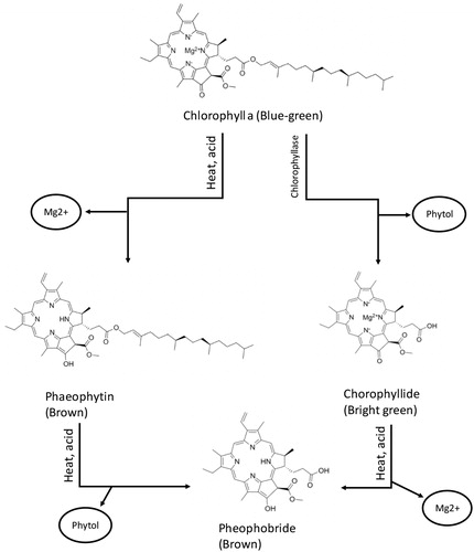 Figure 2. Chlorophyll degradation pathways during the drying process as described in Di Cesare et al. (Citation2003). Chemical structures were taken from PubChems’s database (Kim et al. Citation2019) and the structures were recreated using ChemDraw Cloud (version. 18.1.0-14 + eea6052, PerkinElmer, Waltham, MA, USA).