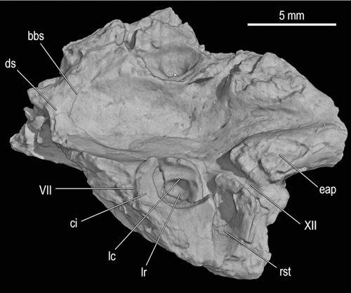 FIGURE 6 Braincase fragment, UA 9684-3 (part of holotype), of Menarana nosymena, gen. et sp. nov., from the Late Cretaceous of Madagascar in dorsolateral view (image obtained from HRXCT dataset). Abbreviations: bbs, basisphenoid-basioccipital suture; ci, crista interfenestralis; ds, dorsum sellae; eap, exoccipital ascending process; lc, lagenar crest; lr, lagenar recess; rst, recessus scalae tympani; VII, facial canal; and XII, hypoglossal canal.