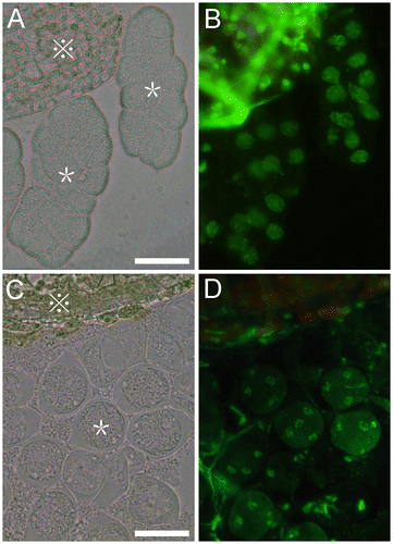 Fig. 2. Released two types of Arabidopsis meiocytes.Notes: (A) Released meiocytes like “worms”. (C) Released separated meiocytes. (B) and (D) are corresponding fluorescent images of (A) and (C), respectively. Images were taken using a Zeiss Axioskop 40 microscope (Carl Zeiss, Jena, Germany). The green fluorescence was detected with a FITC filter. Star refers the meiocytes; Display full size refers the other cells around meiocytes. Bars = 20 μm.