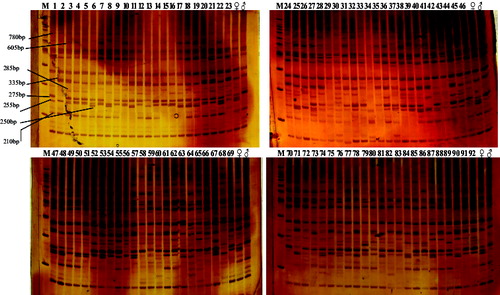 Figure. 2. Amplification results of primer e4+m22.