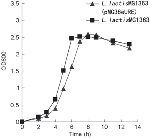 Figure 2. The growth curve of recombinant L. lactis MG1363 and L. lactis MG1363. Strains were grown in GM17 medium at 30°C.