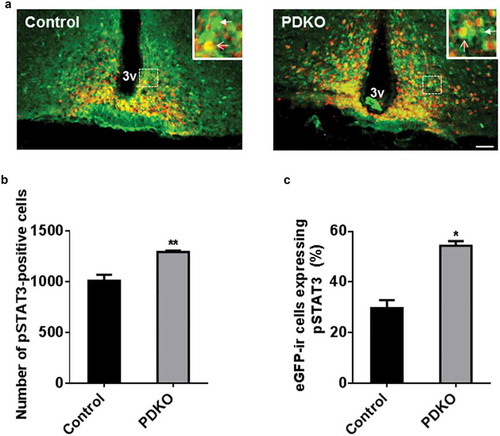 Figure 3. Leptin sensitivity is enhanced in PDKO mice. (a) Typical pictures illustrating double immunohistochemical detection of eGFP (green) and pSTA3 (red) in the arcuate nucleus from leptin-treated control and PDKO animals. White arrowheads point to neurons expressing eGFP but not pSTAT3 protein. White arrows point to neurons expressing eGFP and pSTAT3 protein. (b) Quantitative analysis of pSTAT3 positive neurons in control and PDKO mice after leptin treatment in the arcuate nucleus. (c) Quantitative analysis of the percentage of eGFP-positive neurons expressing pSTAT3 protein in the arcuate nucleus from leptin-injected control and PDKO mice. Scale bar = 100 µm. Values represent the mean ± SEM (n = 4). *, P < 0.05, **, P < 0.01 vs control. 3V: third ventricle.