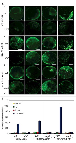 Figure 15. Delivery of ATI3A and UBAC2A into the vacuole under ER stress. Leaf protoplasts obtained from 4-wk-old Col-0 and atg5 plants were transformed with a ATI3A-GFP or UBAC2A-GFP construct. The final concentrations of TM (5 μg/mL) and concA used in the experiments were 5 μg/mL and 1 μM, respectively. DMSO was used as a solvent control for all treatments. Protoplasts were incubated at room temperature in darkness for 12 h, with 40 rpm orbital shaking. Confocal microscopy was used to visualize the GFP fluorescence (A). Bar: 10 μm. The numbers of ATI3A-GFP and UBAC2A-GFP puncta per leaf protoplast in response to TM-induced ER stress were determined (B). Data represent means and standard errors calculated from 3 replicates (each with about 10 protoplasts for each genotype).