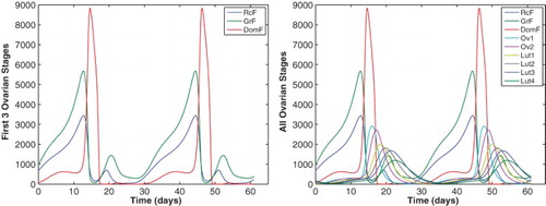 Figure 5. All ovarian follicle stages for the merged model Equations (Equation5(5) ddtRPLH=v0LH+v1LHE2(t−dE)aKmLHa+E2(t−dE)a1+P4(t−dP)KiLH,P−kLH(1+cLH,PP4)RPLH1+cLH,EE2,(5) )–(Equation20(20) InhA=h0+h1DomF+h2Lut2+h3Lut3+h4Lut4.(20) ) with parameters of Table 2 are shown for two cycles. The model maintains two follicle waves for the recruited RcF and growing GrF stages (left panel). The atresia term reduces the dominant stage DomF after mid-cycle and effectively results in small subsequent ovarian stages (right panel).