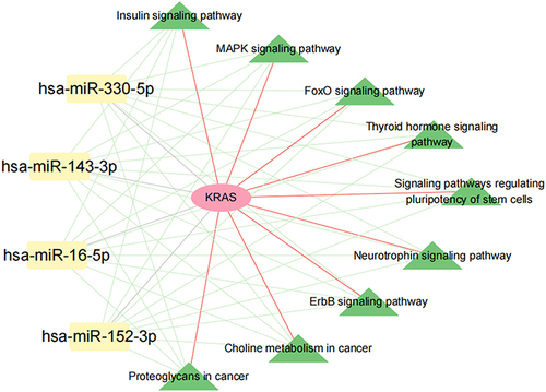 Figure 10 miRNA-KRAS-KEGG pathway network. Red, yellow nodes represent KRAS and AS or IS-related miRNAs, green nodes represent overlapped KEGG pathways; the Green line represents miRNA-KEGG, the grey line represents miRNA-DEGs, the red line represents KRAS- overlapped 9 KEGG pathways.