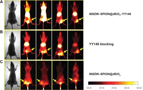 Figure 6 NIRF imaging.Notes: Serial coronal NIRF images of MKN45 tumor-bearing mice at different time points postinjection of (A) 800ZW–SPION@dSiO2–YY146, (B) 800ZW–SPI N@dSiO2 with a blocking dose of YY146, or (C) 800ZW–SPION@dSiO2. Tumors are indicated by yellow arrowheads.Abbreviations: NIRF, near infra-red fluorescence; SPION, superparamagnetic iron oxide nanoparticles.