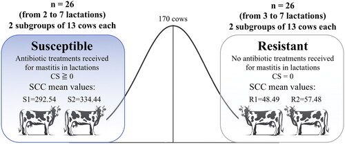 Figure 1. Experimental design scheme: Susceptible (S1 and S2) and Resistant (R1 and R2) cows in a Selective genotyping and pooling approach.