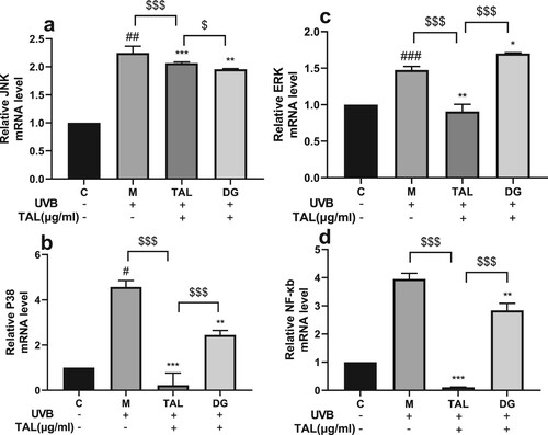 Figure 7. Regulation of TAL on MAPK/NF-κB signalling pathway: (a, b, c, d) Changes in gene levels of JNK, P38, ERK and NF-κB. (C: Control group; M: UVB irradiation model group).