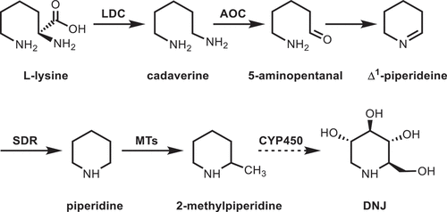Figure 4. Biosynthetic pathway of DNJ alkaloid in mulberry leaves. The solid lines represent the enzymes that have been characterized clearly. The dotted lines represent possible DNJ biosynthetic enzyme.