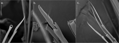 Figure 4. Detail of Alitta yarae sp. nov. chaetae from central segments (S.E.M. = scanning electron microscope; SM): (a) homogomph spiniger from notochaetae; (b) heterogomph falciger from neurochaetae; (c) heterogomph spiniger from neurochaetae. Scale bars: a = 30 µm; b, c = 50 µm.