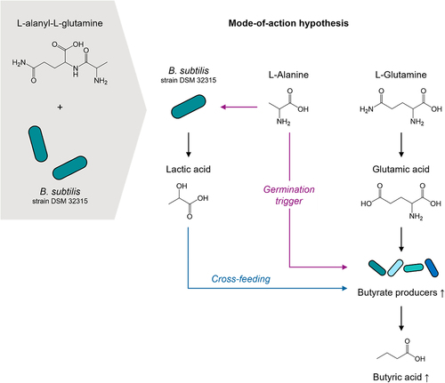Figure 9. Mode-of-action hypothesis for a synbiotic combination of Bacillus subtilis DSM 32,315 and Ala-Gln.