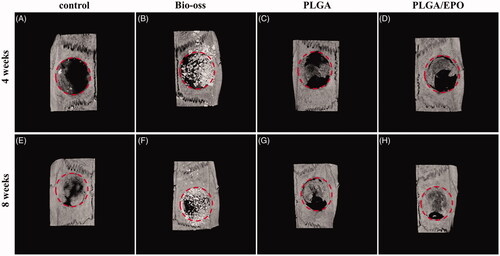 Figure 3. Representative 3 D micro-CT images of rat calvarial defect at 4 and 8 weeks. Four groups respectively are control, Bio-oss, PLGA, PLGA/EPO were exhibited. The red circle presented the defect area.