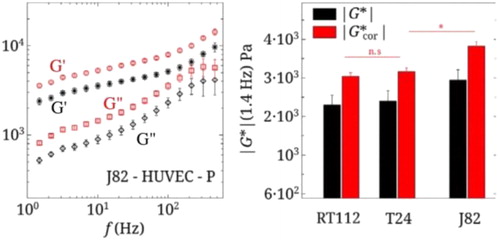 Figure 2. G’(f), G”(f) for J82 cell on a HUVEC monolayer (position P). Corresponding |G*|(1.4 Hz) for 3 cancer cells. The raw data is in black. The data corrected for soft substrate effects is in red (Abidine et al. Citation2018).