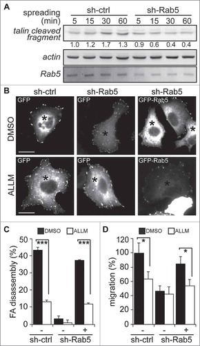 Figure 3. Rab5-mediated focal adhesion disassembly and cell migration require calpain2. (A) A549 cells treated with either shRNA-control (sh-ctrl) or shRNA-Rab5 (sh-Rab5) were allowed to attach and spread on fibronectin-coated plates (2 µg/mL) and whole cell lysates were analyzed by Western blotting of talin cleaved fragment (47 kDa), Rab5 and actin. Representative images are shown and numbers below the panel correspond to the quantification of talin signals by scanning densitometry. Data were normalized to actin (loading control) and shown as the mean of three independent experiments. (B) A549 cells treated with shRNA-control or shRNA-Rab5 were transfected with either GFP (−) or GFP-Rab5 (+), grown on glass coverslips and serum starved overnight. Focal adhesions were synchronized by treatment with 10 µM nocodazole, and focal adhesion disassembly was assessed upon 15 min of nocodazole washout in the presence of either control vehicle (DMSO) or the calpain inhibitor ALLM (50 μM). Focal adhesions were visualized by vinculin staining and representative images obtained after nocodazole washout are shown. Asterisks indicate GFP-positive cells (whole composite images are provided as Supplementary Figure 2). Bar represents 10µm. (C) Focal adhesion disassembly was quantified as the difference between the total number of synchronized focal adhesions per cell (time point 0) and residual focal adhesion number after nocodazole washout. Representative images (B) and data (C) were obtain from three independent experiments (mean ± s.e.m.; ***p<0.001). Note that at least 100 cells were analyzed per condition. (D) A549 cells treated with shRNA-control (sh-ctrl) or shRNA-Rab5 (sh-Rab5) were transfected with either GFP (−) or GFP-Rab5 (+) and allowed to migrate for 120 min in Transwell chambers coated with 2 μg/mL fibronectin in the presence of either control vehicle (DMSO) or the calpain inhibitor ALLM (50 μM). Cells that migrated were visualized by crystal violet staining. Data represent the average from three independent experiments (mean ± s.e.m; *p < 0.05).