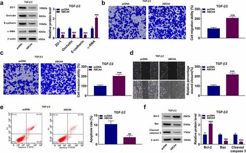 Figure 8. ABCA4 overexpression promoted EMT, migration and invasion in TGF-β2-induced ARPE-19 cells. ARPE-19 cells were transfected with pcDNA or pcDNA ABCA4 overexpression vector followed by treated with TGF-β2. (a) WB analysis was performed to detect the protein levels of ZO-1, occludin, E-cadherin and α-SMA. (b-c) Cell migration and invasion abilities were determined by transwell assay. (d) Wound healing assay was utilized for measuring the migration of cells. (e) Flow cytometry was used to examine cell apoptosis rate. (f) WB analysis was performed to analyze the protein levels of Bcl-2, Bax and cleaved caspase 3. **P < 0.01, ***P < 0.001