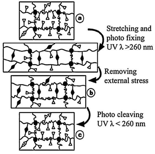 Figure 28. Photo-fixing and photo-cleaving of light responsive SMP through irradiation with light of appropriate wavelengths. The chromophores (open triangles) are covalently grafted onto the permanent polymer network, forming photoreversible cross-links (filled diamonds). The SMP is ‘programed’ with a deformed shaped by irradiating it with light of a suitable wavelength. The undeformed shape is restored by irradiating the polymer with light of a different wavelength. Figure reprinted with permission from [Citation163].