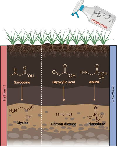 Figure 3. Glyphosate degradation pathways and the subsequent products resulting. Created using Biorender.